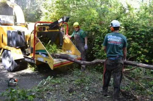 tree services Rio Rico